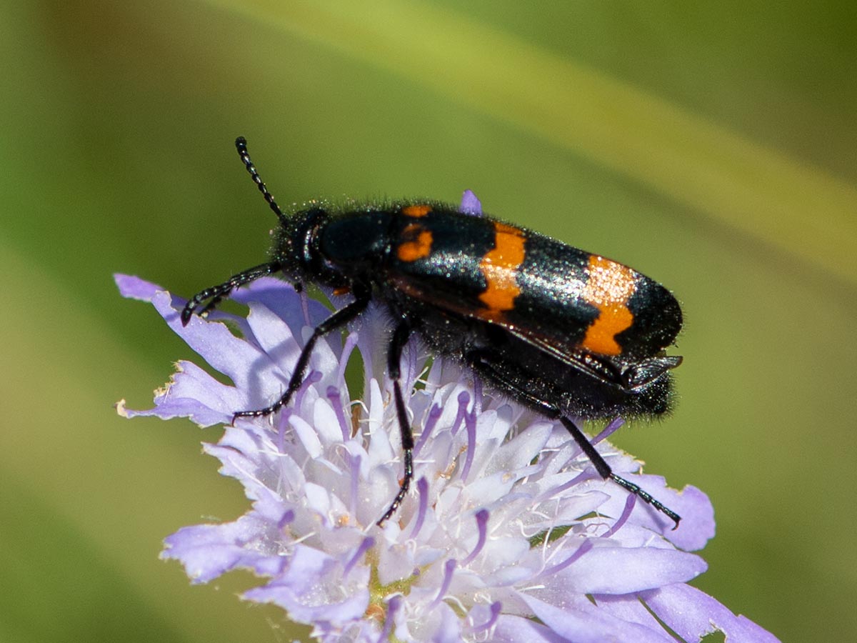 Habitus
